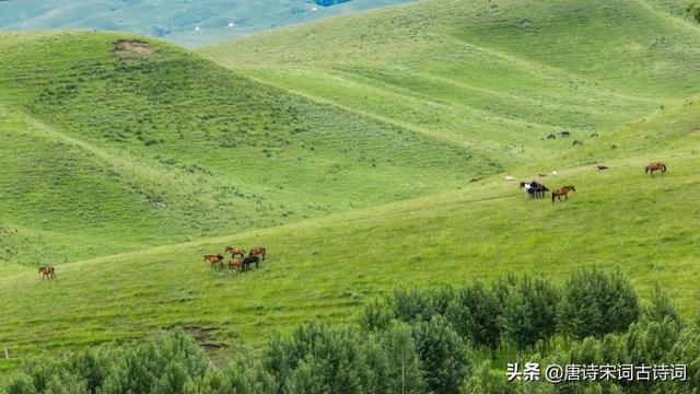 草原风光，天苍苍野茫茫，风吹草低牛羊现-图2