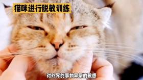 猫咪胆小不用愁，脱敏训练来帮忙