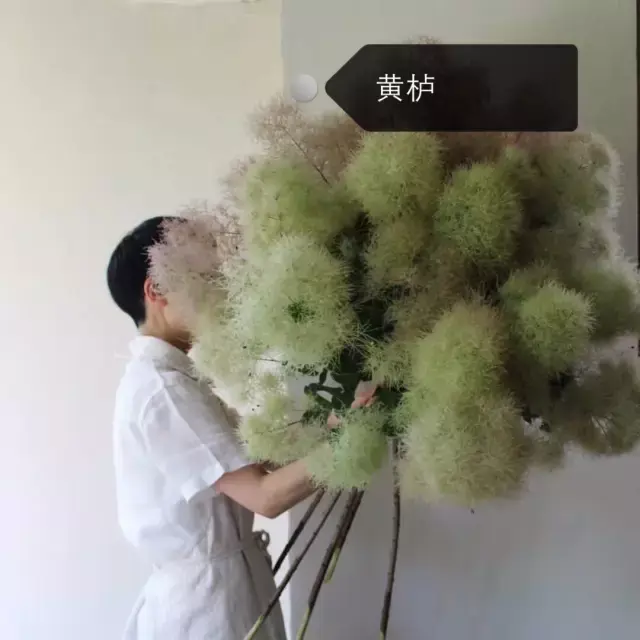 150种鲜花图谱大全，挑战你的识花能力！-图1