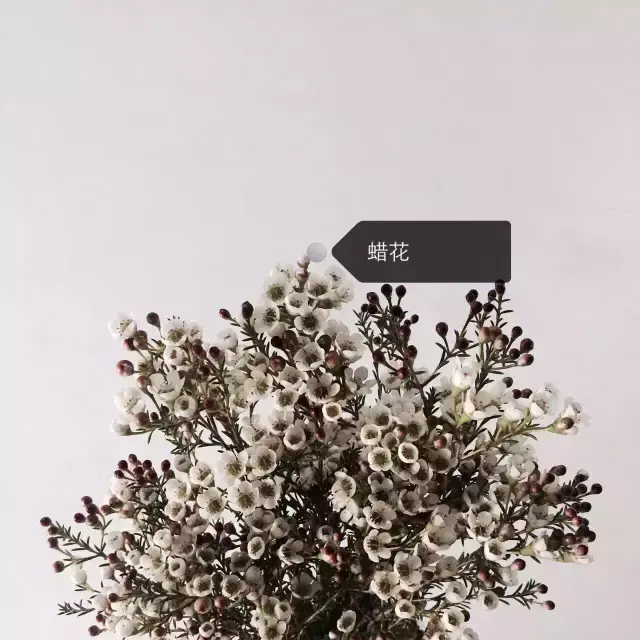 150种鲜花图谱大全，挑战你的识花能力！-图51